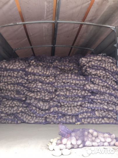 Картофель лук