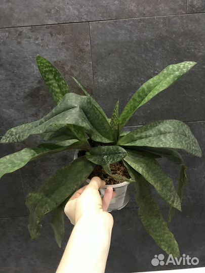 Орхидея paphiopedilum chamberlainianum x delenatii