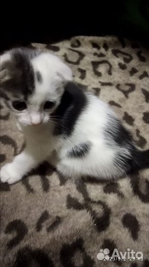 Котенок вислоухий