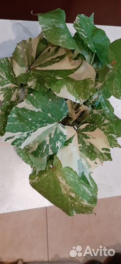 Гибискус липолистный, паслён, гинура вар. и другие