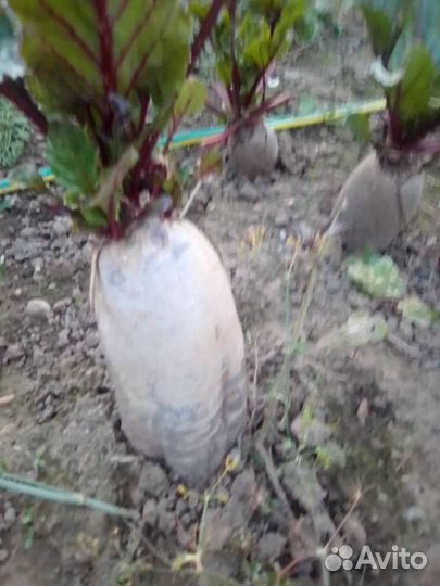 Картофель, хренодёр