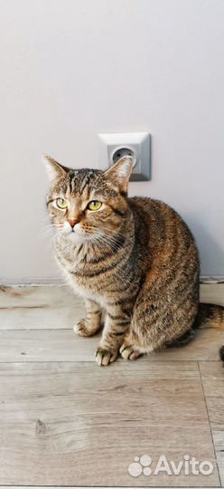 Ищем добрые руки кошечке Сонечке