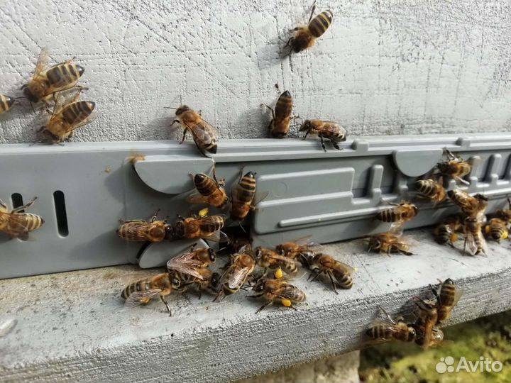 Обножка пчелиная / пыльца 2023