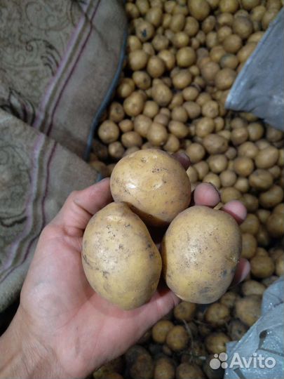Продам картофель оптом