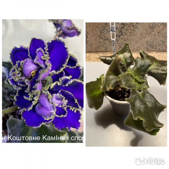 Сортовые фиалки