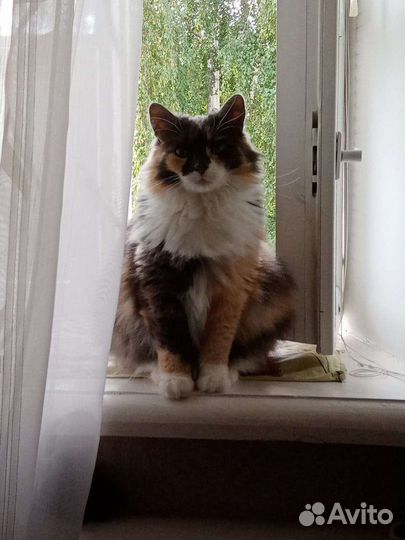 Кошки