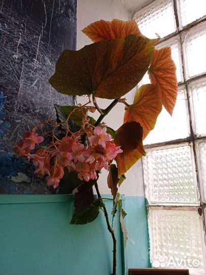 Красивые цветы