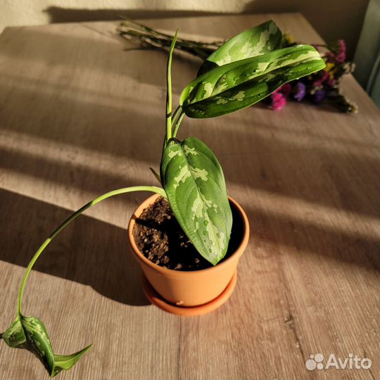 Аглаонема комнатные растения