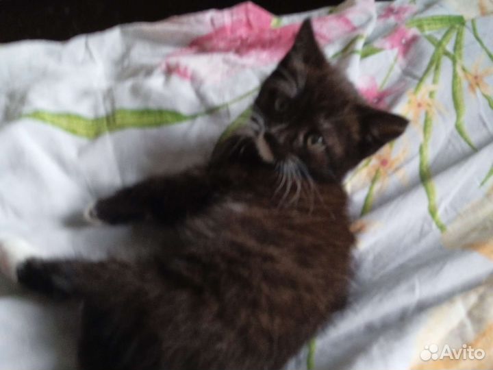 Отдам котят в добрые руки