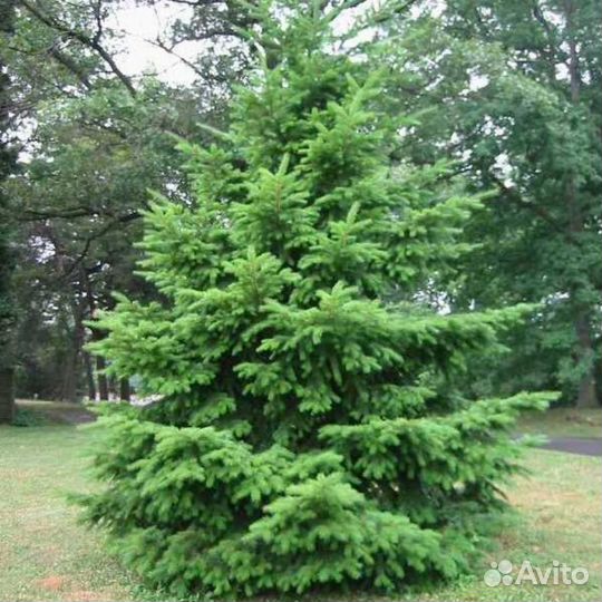 Псевдотсуга тиссолистная/семена