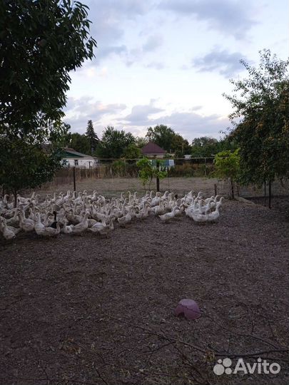 Утка стар 53и мулард