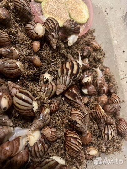 Улитки ахатины