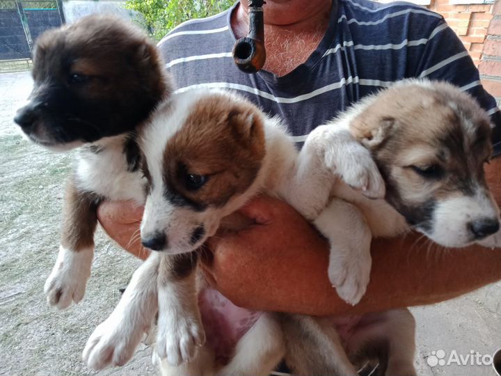 Щенки алабая