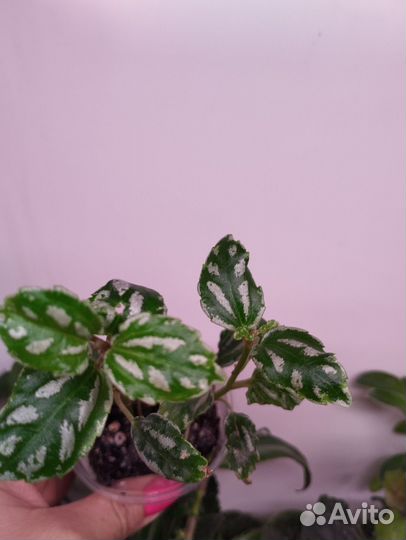 Пилея кадье