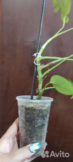 Рафидофора тетрасперма