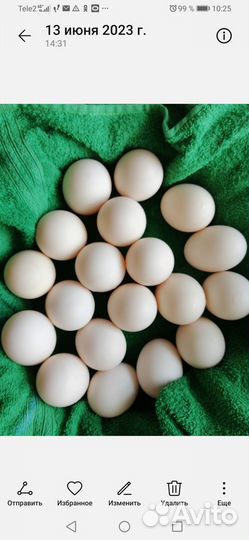 Инкубационное яйцо мускусной утки тяжелой линии