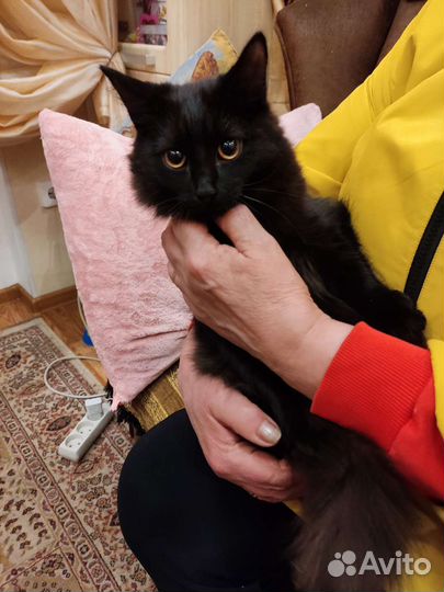 Кошка в добрые руки бесплатно