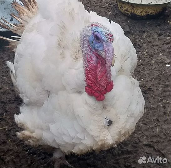 Мясо домашней индейки