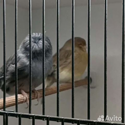 Кенара и Канарейки