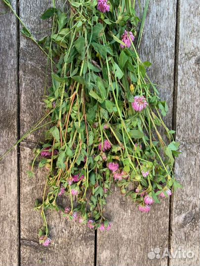 Травы для шиншилл и дегу