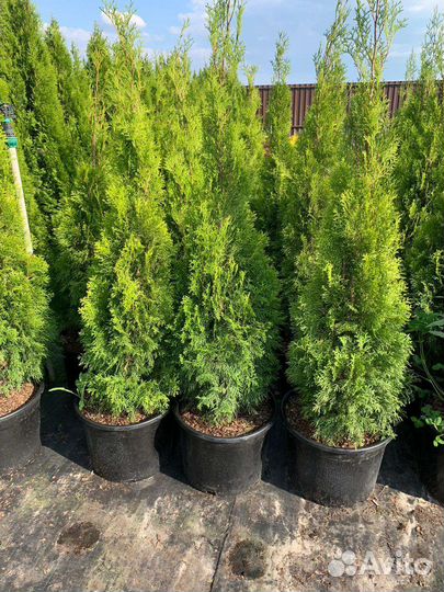 Туя Smaragd, 150 см