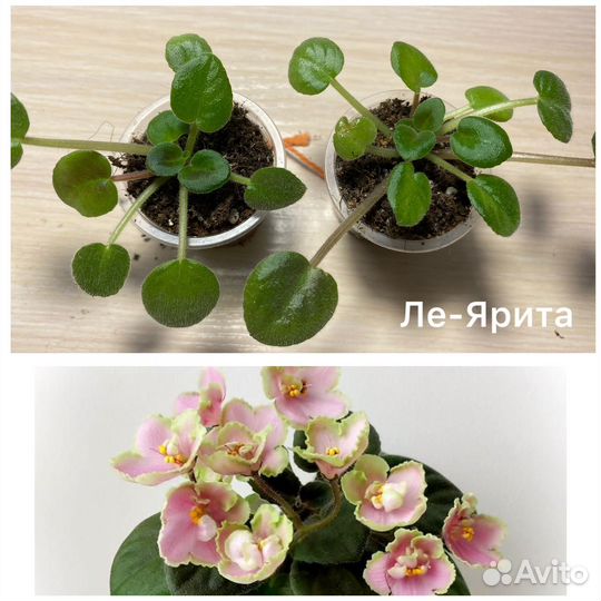 Сортовые фиалки мини