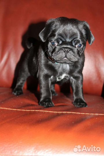 Щенок мопса девочка