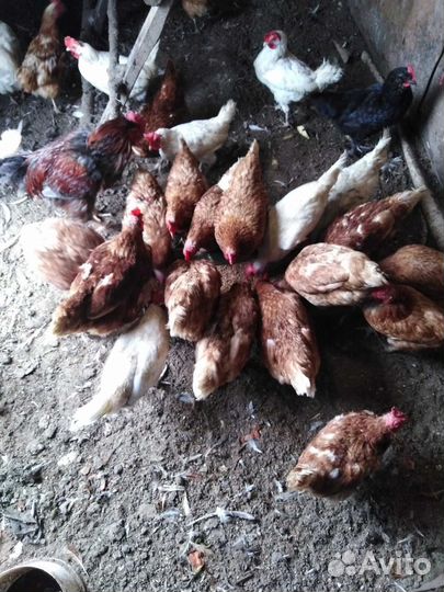 Куры несушки