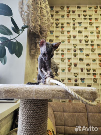 Донской сфинкс котёнок