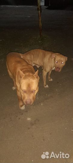 Продаётся чистокровый питбуль 20000