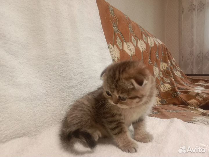 Шотландские котята
