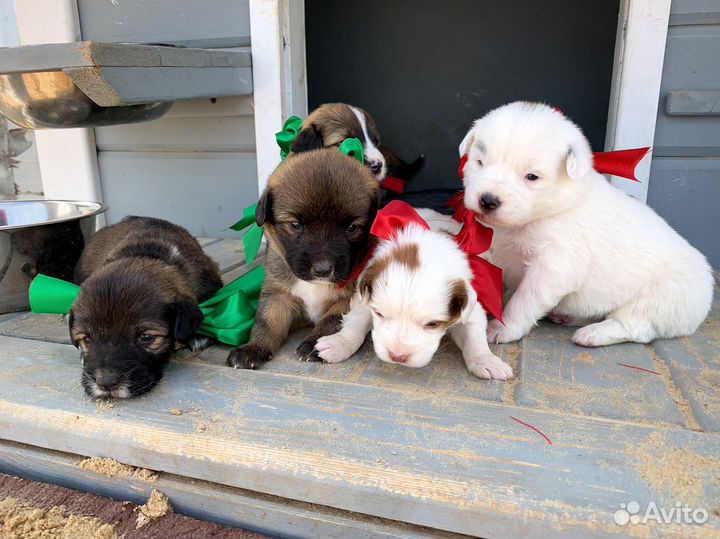 Щенки