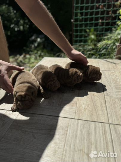 Щенки шарпея