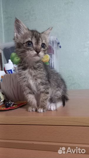 Кошка в дар бесплатно