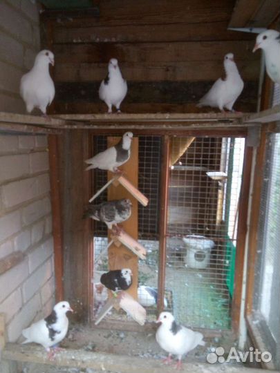 Голуби пермские
