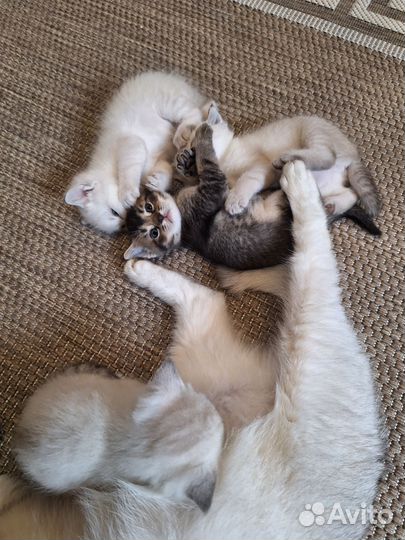 Британские котята
