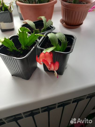 Декабристы