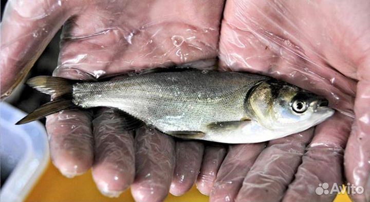 Рыба белый амур живой