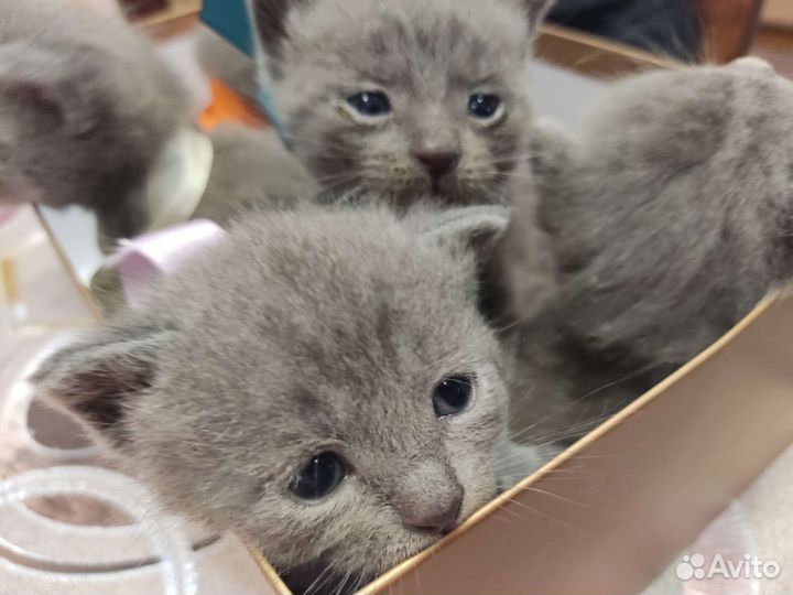 Британская