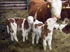 Продам молочных бычков -до 10 дней без доставки