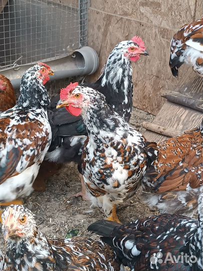 Молодые петушки