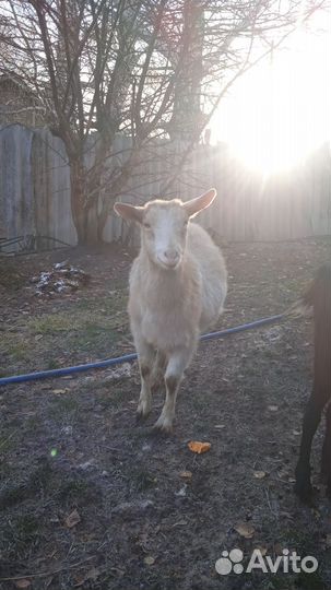 Зааненские козы,альпийские,ламанча