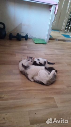 Котята