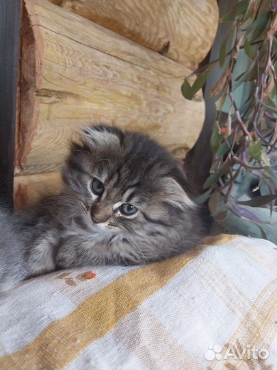 Вислоухие котята