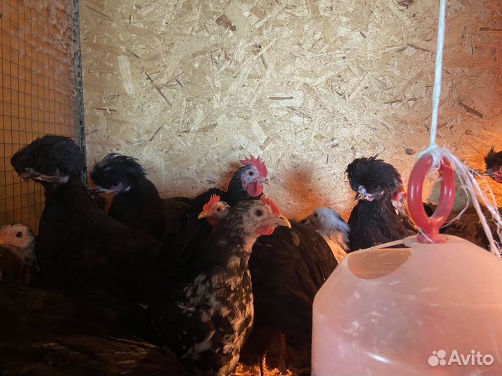 Декоративные петушки