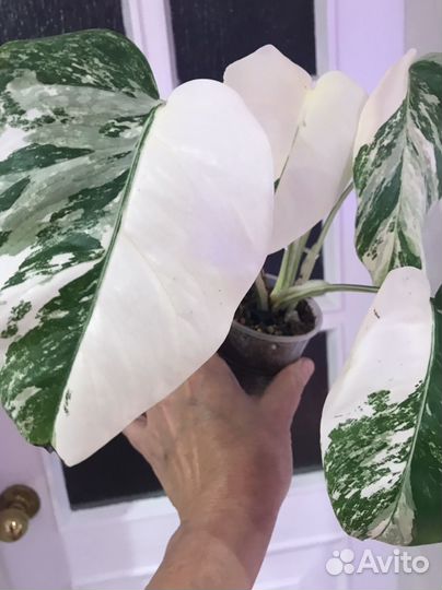 Монстера Альба