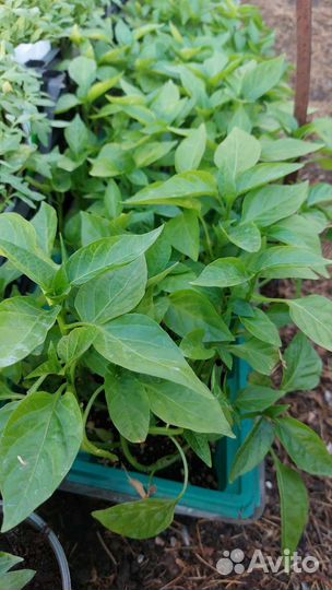 Рассада помидор и перцев