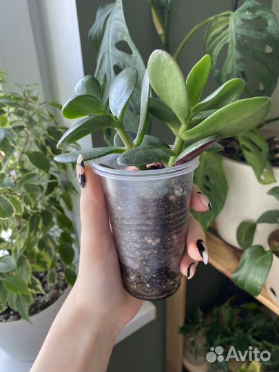 Крассула толстянка