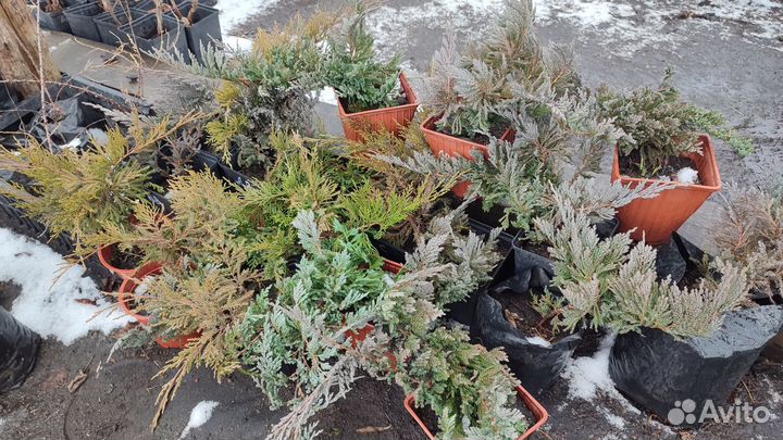 Саженцы можжевельника