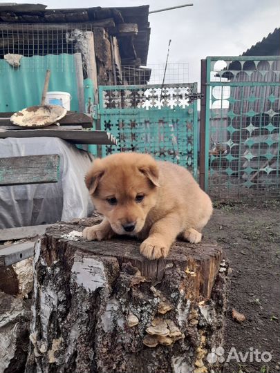 Щенки в добрые руки